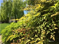 ecf7d15a-20170428 Ri nandina.jpg